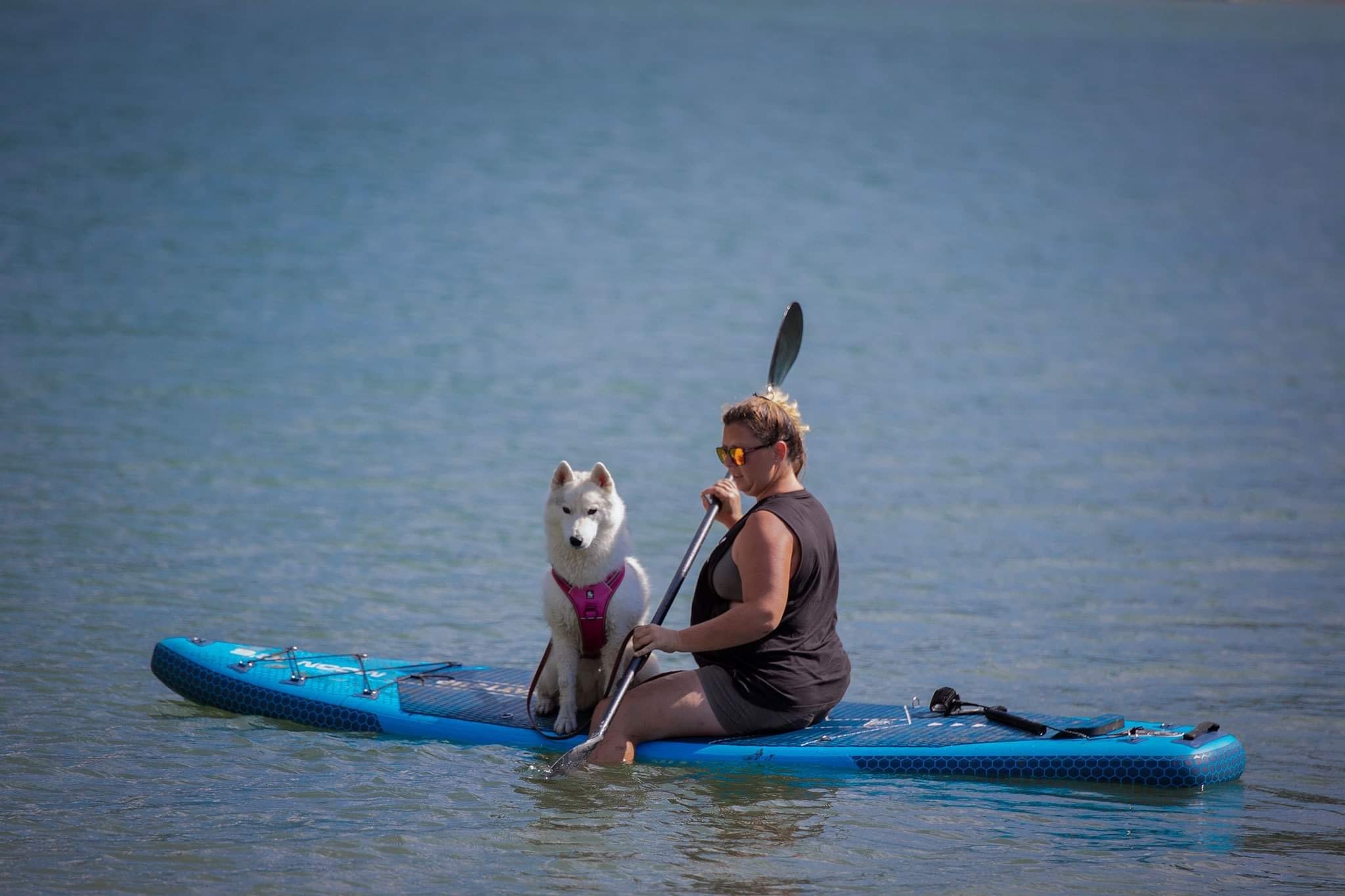 Session paddle humain chien